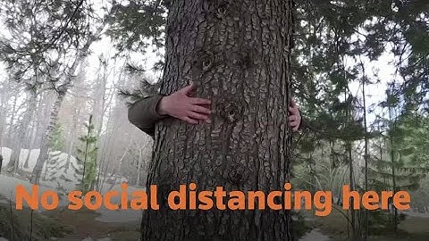 Hug a tree to lose the coronavirus blues
