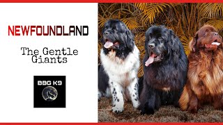 Newfoundland dog | The Best Nanny Dogs | Dog breed [facts] | BBG K9