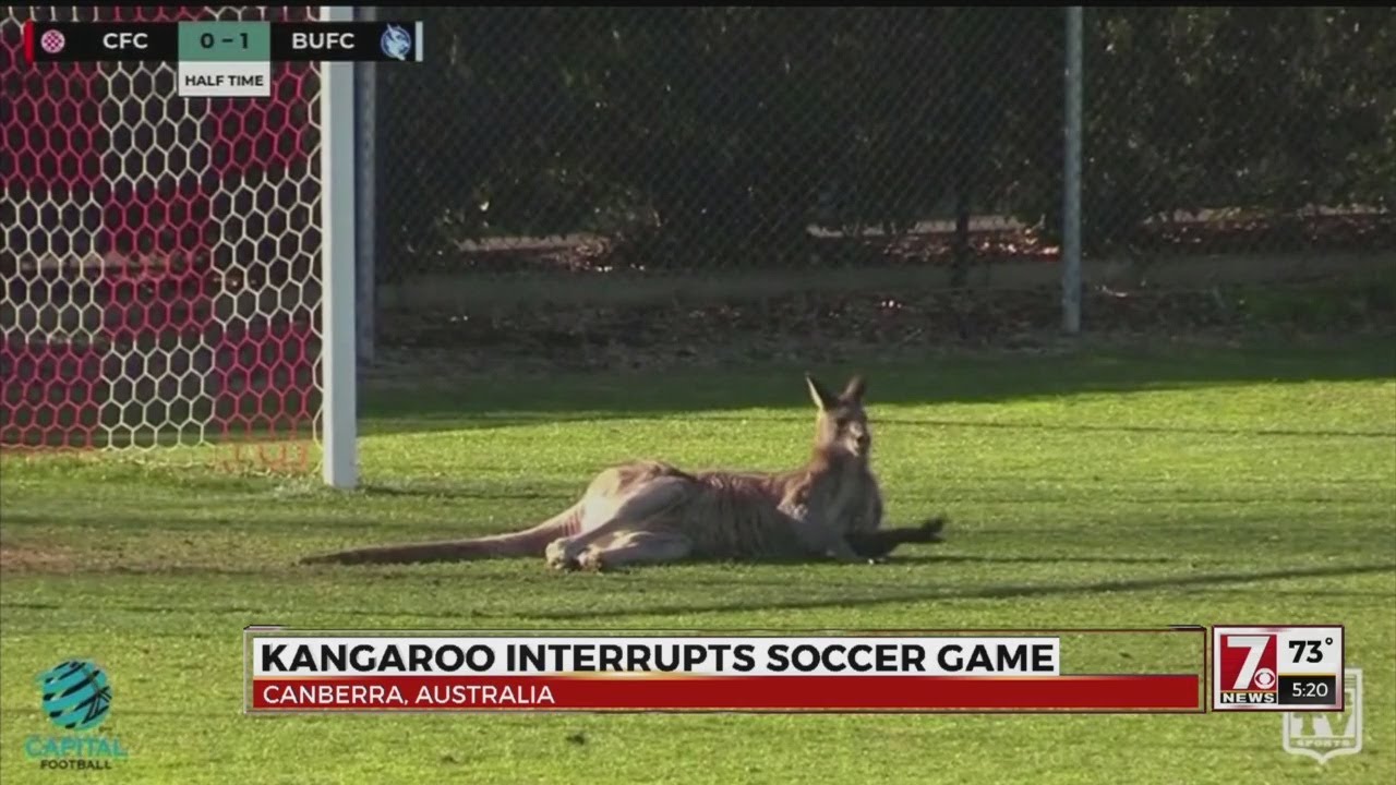 Kangaroo interrupts soccer game - YouTube