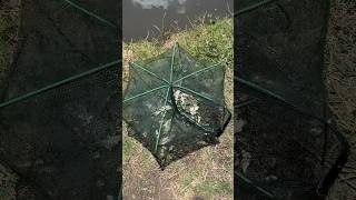 Jaula para pescar de Temu si funcionan? Sacuas