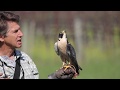 Falconry Anyones Game