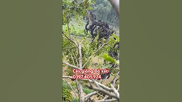 Tốp 1 cây Bồ kết sai quả | #câygiốngbồkết #nguyenthaiduongboket #hoptacxathaoduocducquan #câybồkết