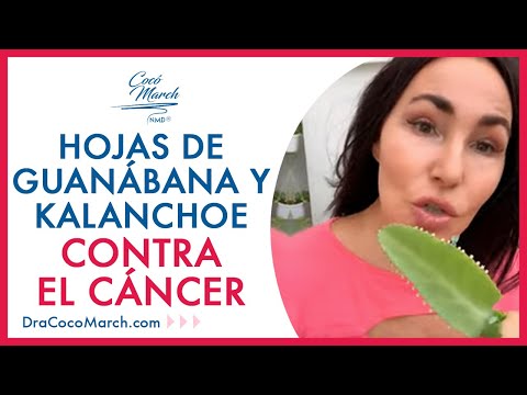 🍃 🍈 Hojas de Guanábana y Kalanchoe contra el CÁNCER 🌱 Cómo se prepara el té de hojas de guanábana