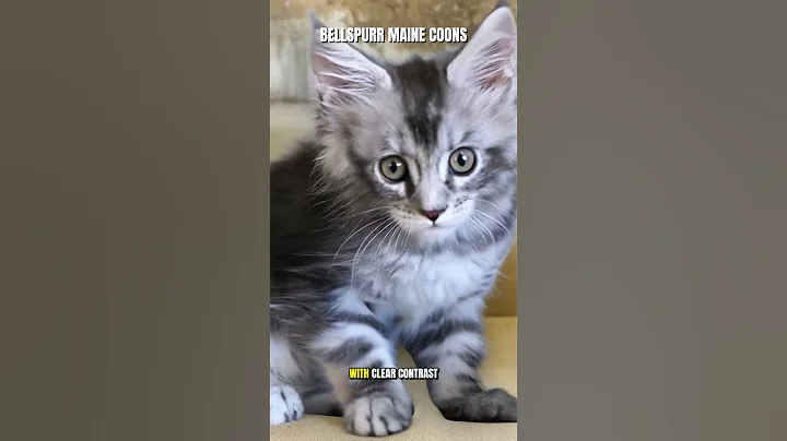 Video 11865891: tabby maine coon kitten, silver tabby maine coon, black tabby maine coon, maine coon kitten meets, maine coon cleaning