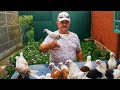 Голубевод Вывел свою породу голубей  - Батуринские Бокатые  - безчубые