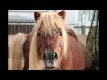 Horse Whinny 3 Sound Effect 