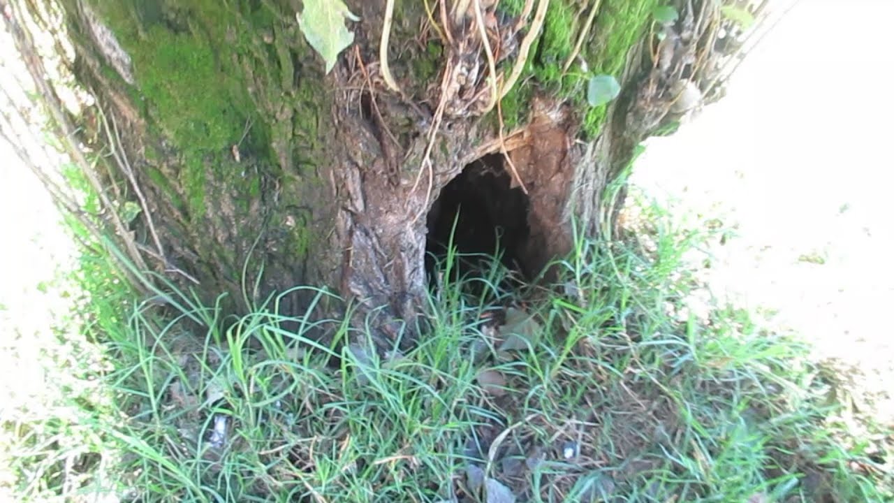 Tree With Rabbit Hole Rabbit Hole In The Tree and Hiding in the Bush - YouTube