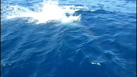 Fishing striped marlin in the pacific