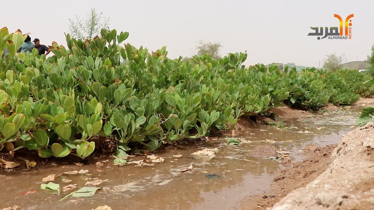 لأول مرة في البصرة .. تجربة زراعة 