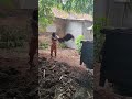 The process of transporting planting media in a unique way -Agriculture farming #shorts