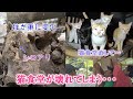 猫食堂の柱がシロアリで倒壊、緊急修理【メンバー投げ銭活用】