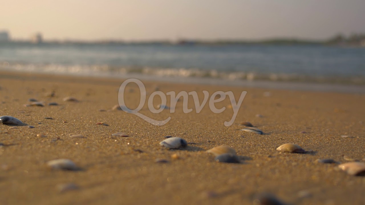 Beach sunset closeup of sea shells sand | Stock Video | Qonvey
