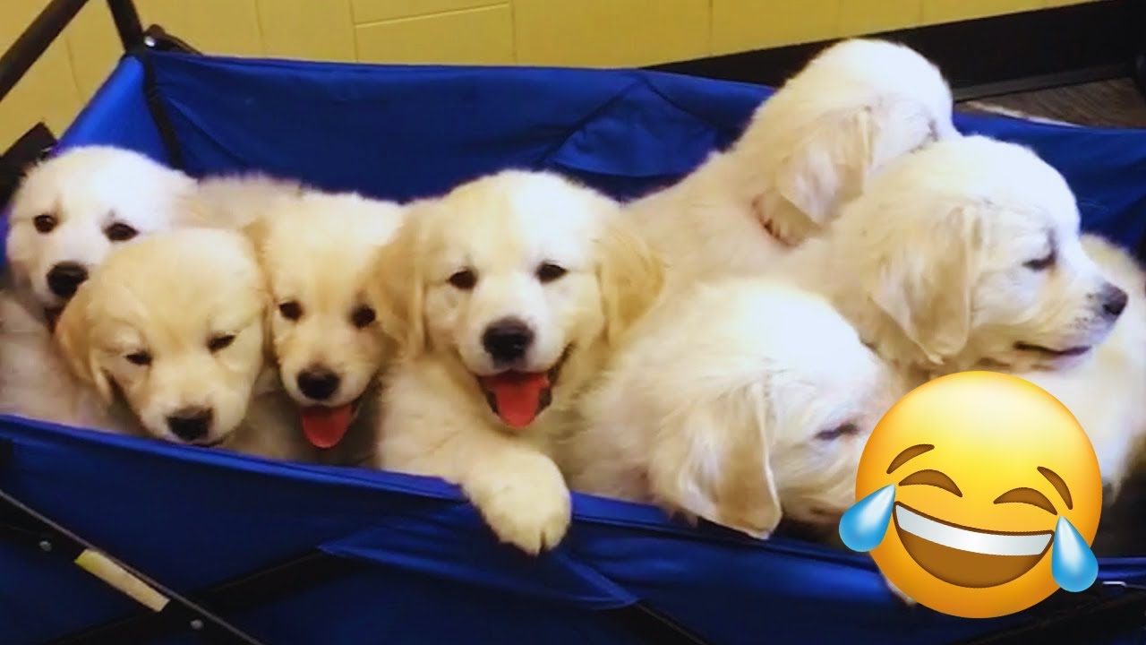 Funny DOGS videos 2024 😁🐶 New Funniest Animal Videos #3