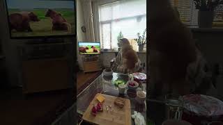 Akita Inu ⛩️ watches Grizzly Bears on TV by Marc Druten 141 views 1 month ago 1 minute, 50 seconds