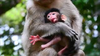 Help Please! Nanda And Her baby.