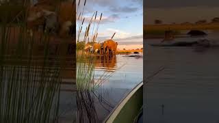 Sunset Serenity: Elephants at Water's Edge #Wildlife #Elephants #Sunset #Nature