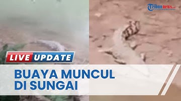 Penambang Pasir Sudah Terbiasa dengan Kemunculan Buaya di Sungai Tengah Kota Padang