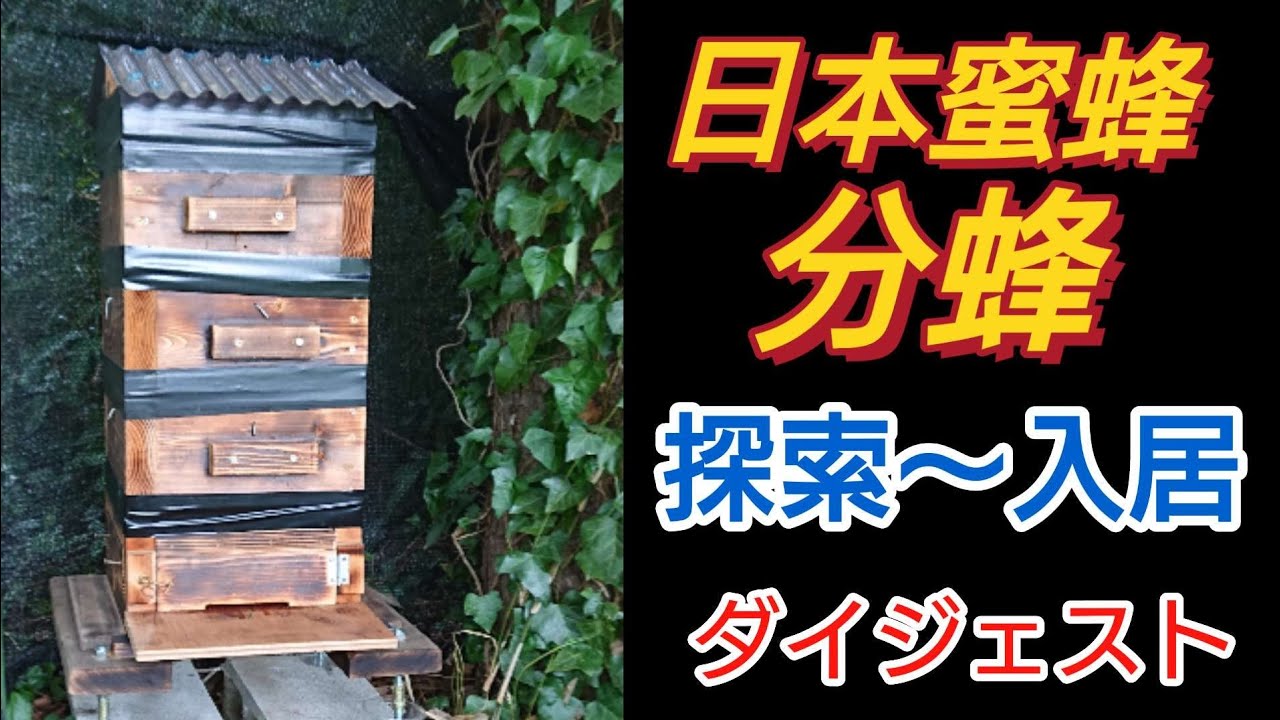 神回！】ニホンミツバチの分蜂！一匹の探索蜂～入居するまでの様子