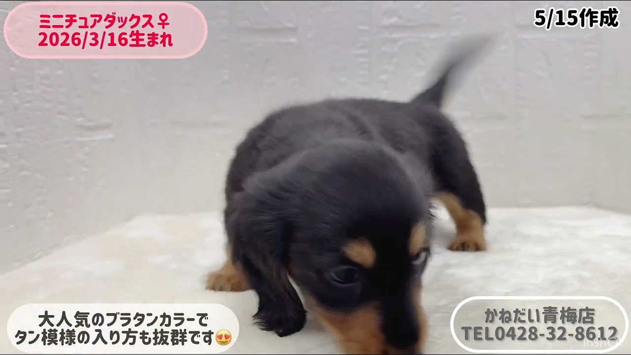 価格の安いミニチュア・ダックス・ロングコート♀【動画あり