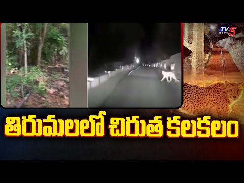 తిరుమలలో చిరుత కలకలం | Tiger Found at Tirupati | Latest Updates | TV5 News - TV5NEWS