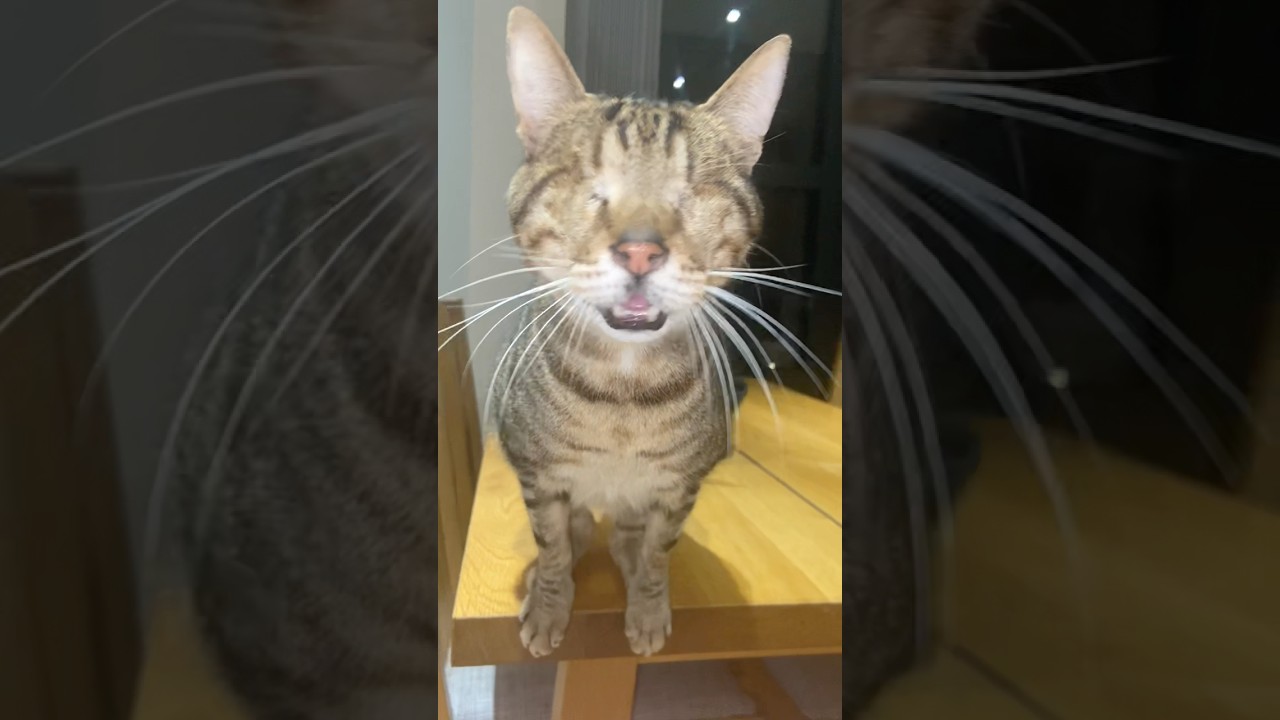 BLIND CAT 💔