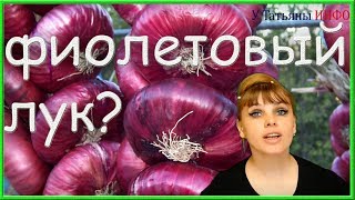 Ты, вообще, знал, что может ФИОЛЕТОВЫЙ ЛУК? Фиолетовый лук это... Ты, вообще, знал, что может ФИОЛЕТОВЫЙ ЛУК? Фиолетовый лук это...