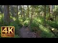 4K Virtual Hike in the Wonderful forest - Middle Fork Trail at Snoqualmie. Part 3-3 HRS Relax Music