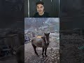 شاهد حنية هذا الصحان على صاحبة شاهد حنية هذا الصحان على صاحبة