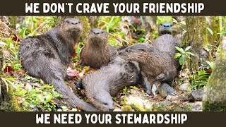 Happy World Otter Day 2026 