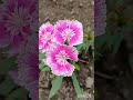 Dianthus or China pinks #dianthus #diantha #flowerlove #flowers #subhodayam #namaste #goodmorning