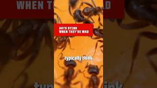 You Can Smell Ants When Theyre Mad