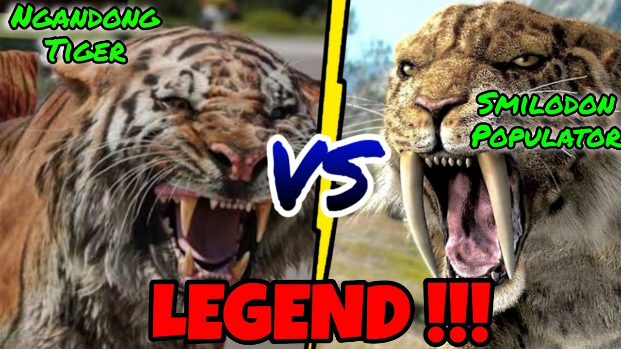 HARIMAU NGANDONG VS SMILODON ‼️ DUEL KUCING LEGENDARIS - YouTube