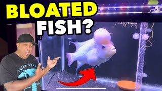 Does my Fish have Bloat or is it Pregnant?