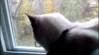 Family Video of Our Cat Angel Part 1