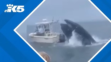 Breaching whale capsizes boat