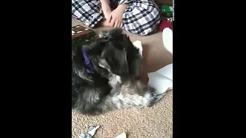 Olive dominates Christmas