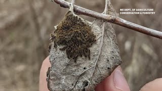 Browntail moth caterpillars active in spring