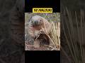 Pangolins Nature’s Real Pokémon