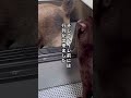 猫トイレに行列が…猫が順番待ちする猫砂 #ねこ動画 #保護猫 #ほごねこ #猫のいる暮らし #子ネコ #動物プロダクション #ネコ #ねこ #三毛猫 #犬 #かしわねこ
