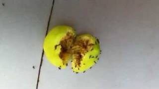 IMG 0015