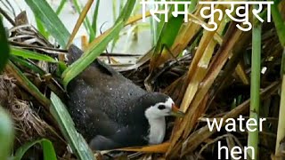 Water hen(सिम कुखुरा)nest and eggs