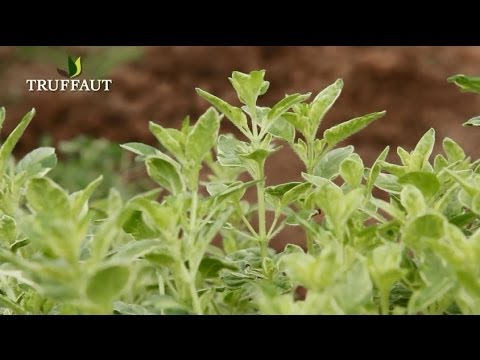 Vidéo: Informations Lippia : En savoir plus sur les utilisations et les soins de l'origan mexicain