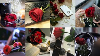 Red Rose Picture Flower Dp Red Rose Statuturestoryaesthetic Rose Profile Pics For Whatsapp