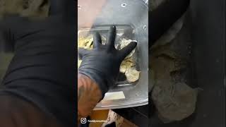 Ever wanted to know what to feed your caiman lizard well here you go 🐊!! ￼