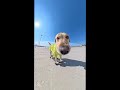 I think I'm a pro skateboard but... #football #funny #photography #pov #selfie #skating #viral
