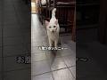 今日は何にしますか？ #白猫 #シロちゃん #猫店長 #猫のいる暮らし #猫動画