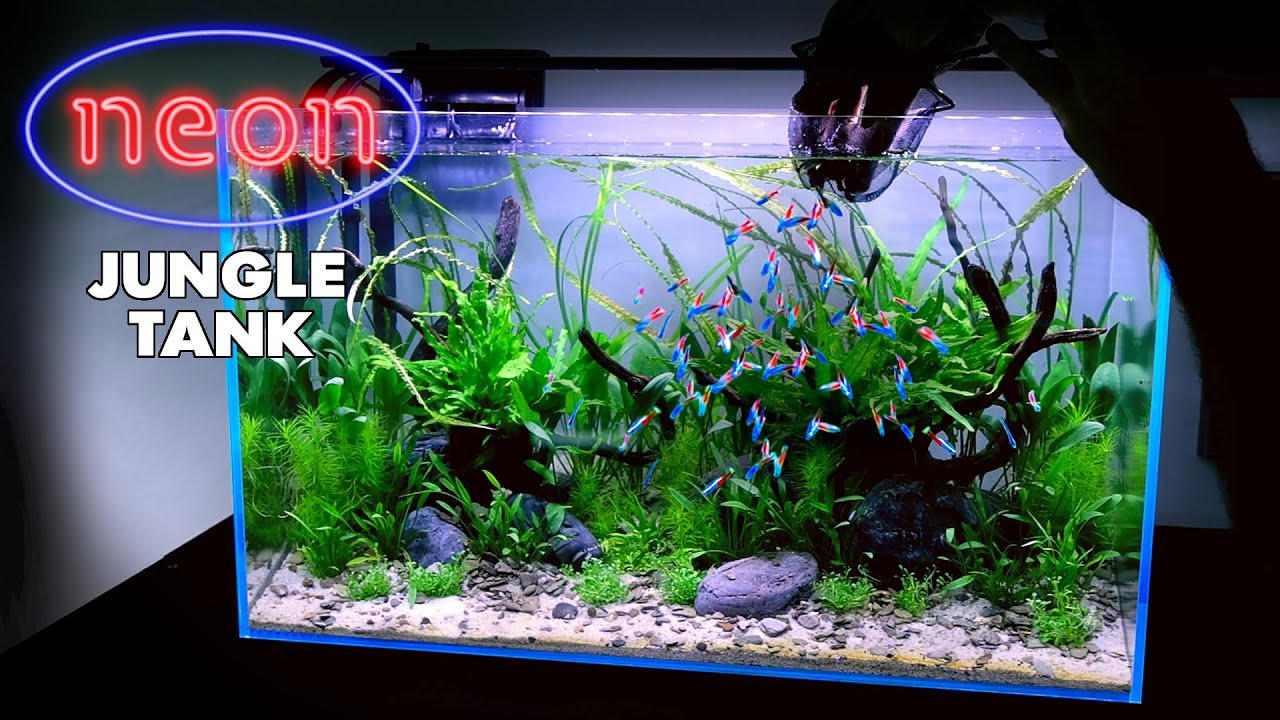 Aquascape Tutorial: NEON TETRA Jungle Aquarium (How To: Non co2 Planted  Tank Step by Step Guide) 