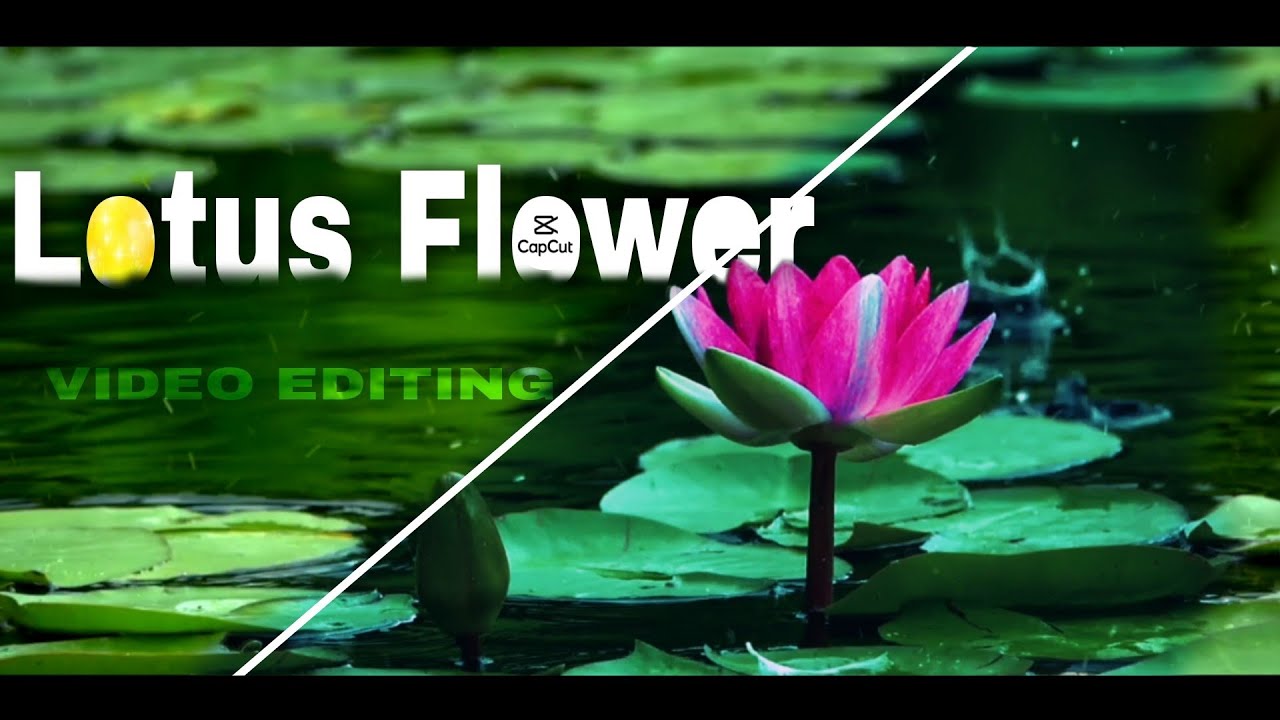 || Cinematic colour grading with mobile || Lotus flower colour grading || Capcut tutorial || Bangla