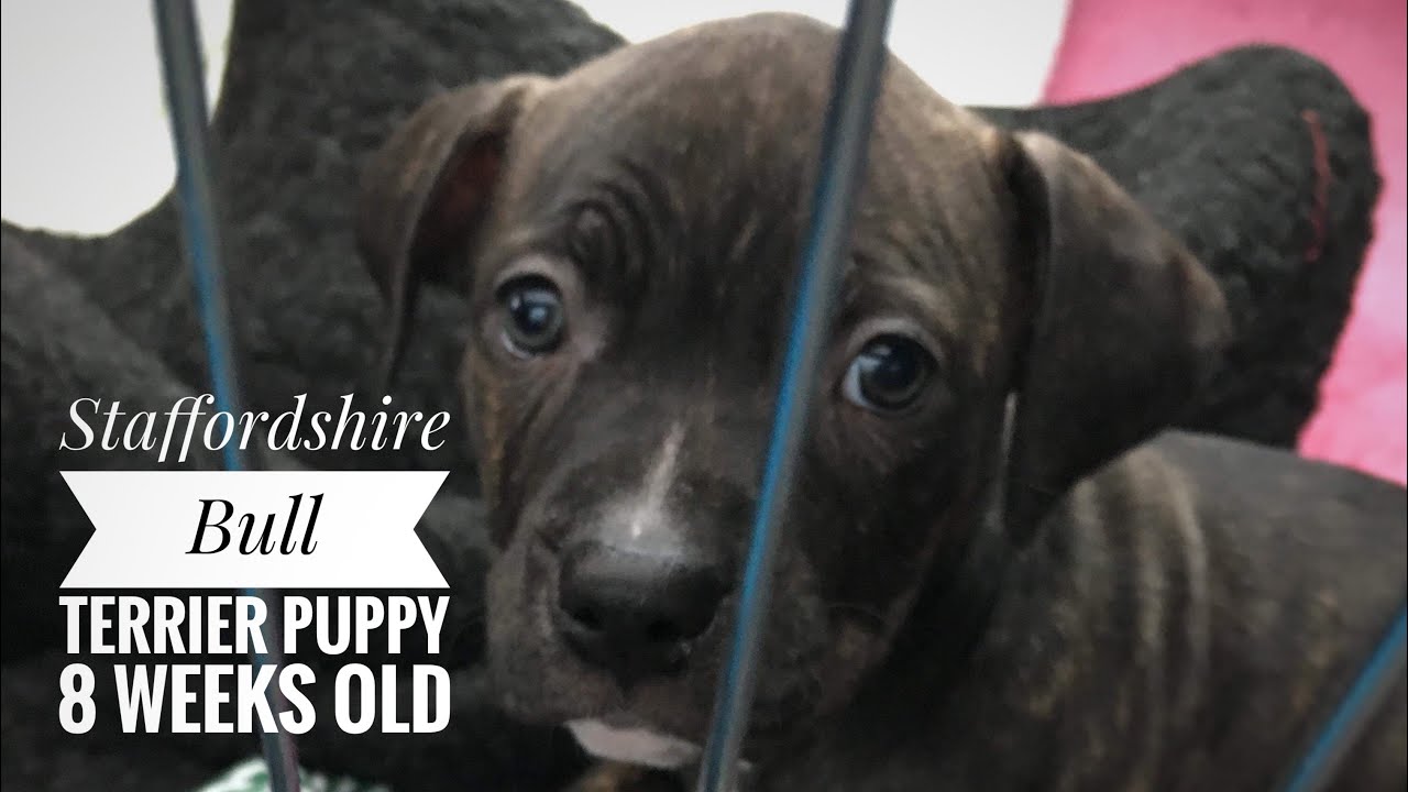 staffordshire bull terrier 8 weeks old