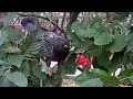 Отважный голубь! / Brave pigeon!